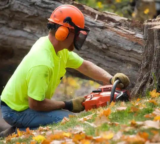 tree services Muddy